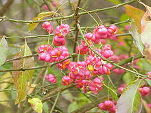 Benved (Euonymus europaeus)