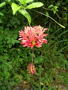 Hibiscus schizopetalus.jpg