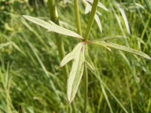 Ranunculus acris leaf2.jpg