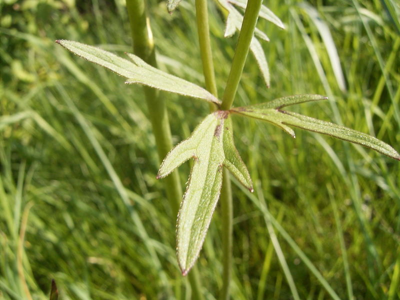 Fil:Ranunculus acris leaf2.jpg