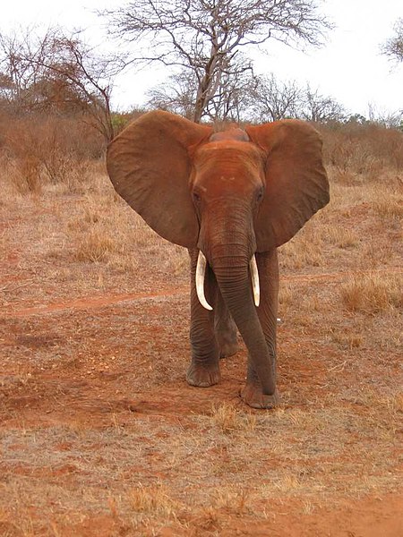 Fil:Red elephant.jpg