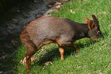 Sydlig pudu