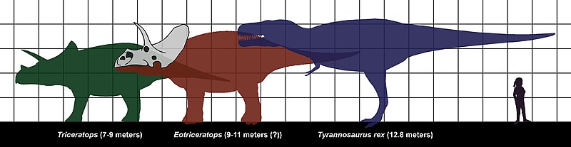 Fil:Tyrannosaurus-Triceratops-human size 0487.JPG