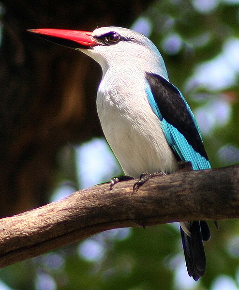 Fil:WoodlandKingfisher.jpg