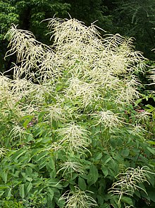 Plymspirea (A. dioicus)