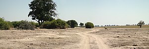 Panoramabild från Chobe