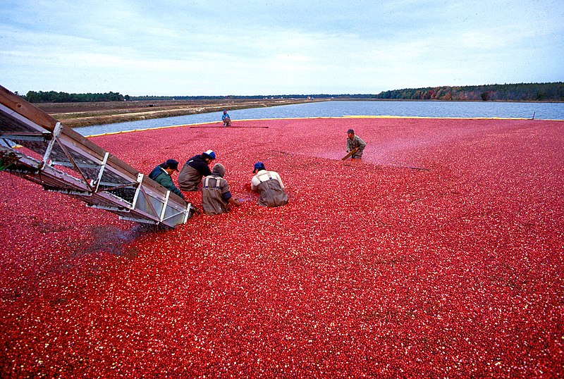 Fil:Cranberrys beim Ernten.jpeg