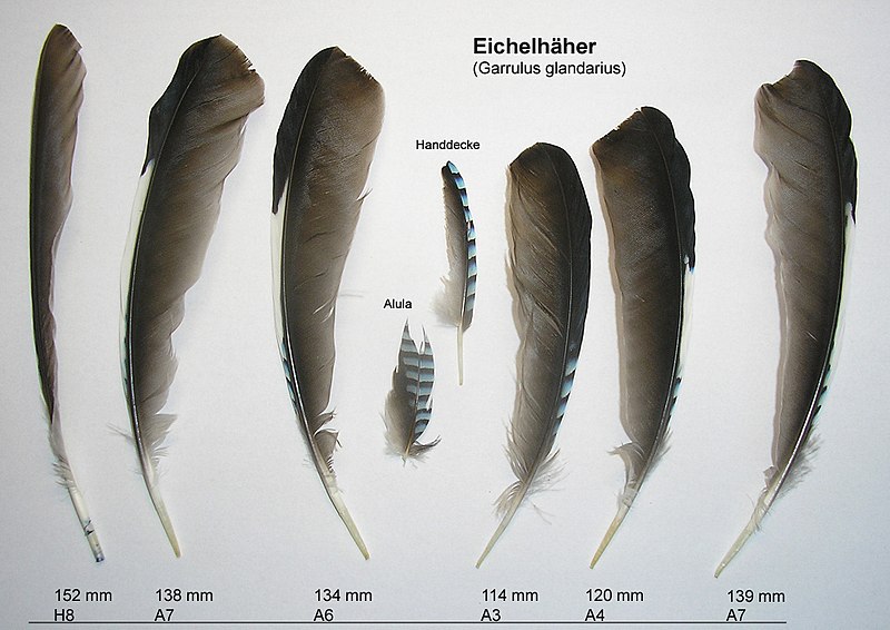 Fil:Garrulus glandarius feathers.jpg