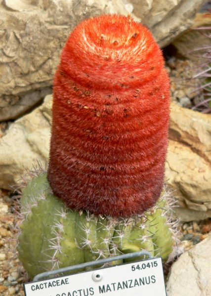 Fil:Melocactus matanzanus 1.jpg