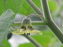 Physalis peruviana3.jpg