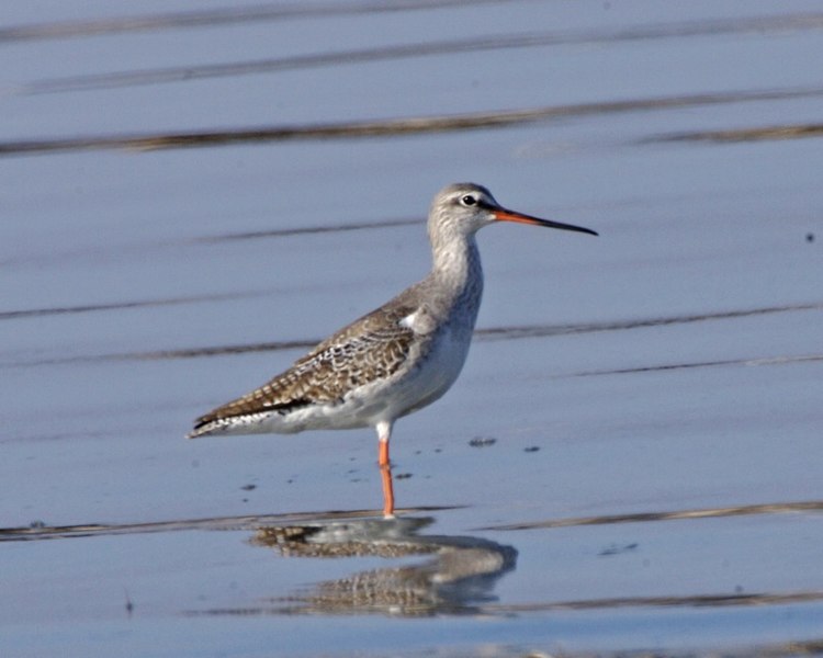 Fil:Spotted Redshank (Tringa erythropus) 2.jpg