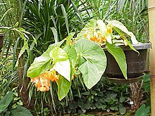 Begonia dichroa1.jpg