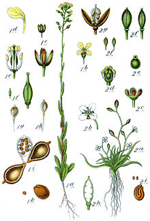 I bilden finns två växtarter. Sylört är markerad med 2. och kallas Pfriemenkresse