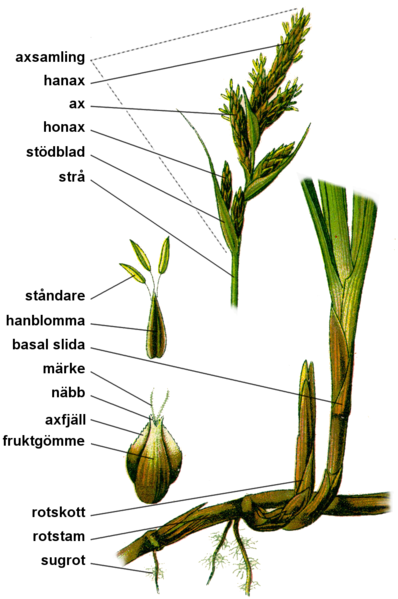 Fil:Carex anatomy.png