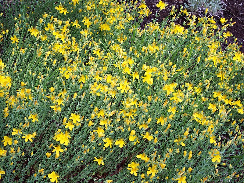 Fil:Hypericum olympicum.jpg