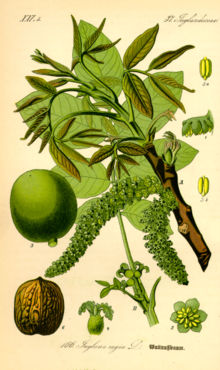 Valnöt (Juglans regia) (Flora von Deutschland, Österreich und der Schweiz, 1885)