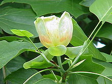 Tulpanträd (L. tulipifera)
