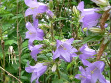 Campanula-trachelium2.JPG