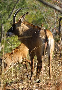 Hippotragus equinus