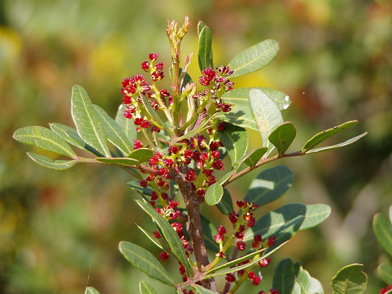 Mastixbuske (P. lentiscus)