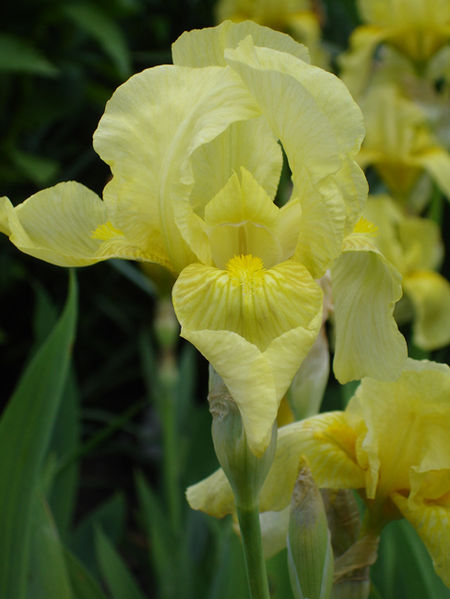 Fil:Iris LimeFizz1UME.jpg