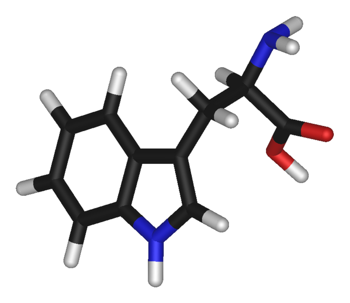 Fil:L-tryptophan-3D-sticks-2.png