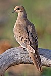 Mourning Dove 2006.jpg