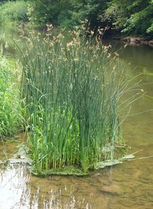 Säv (S. lacustris)