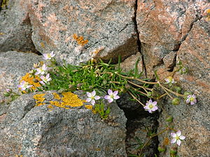 Spergularia specie.JPG