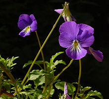 Viola cornuta A.jpg