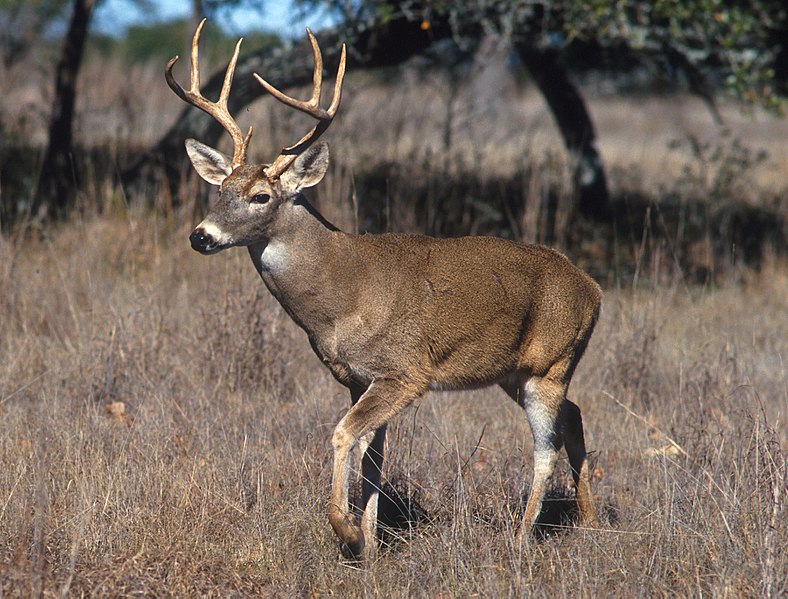 Fil:White-tailed deer.jpg