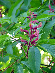 Aesculus pavia7.jpg