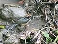 Black throated Tit- Bathing I2 IMG 2984.jpg