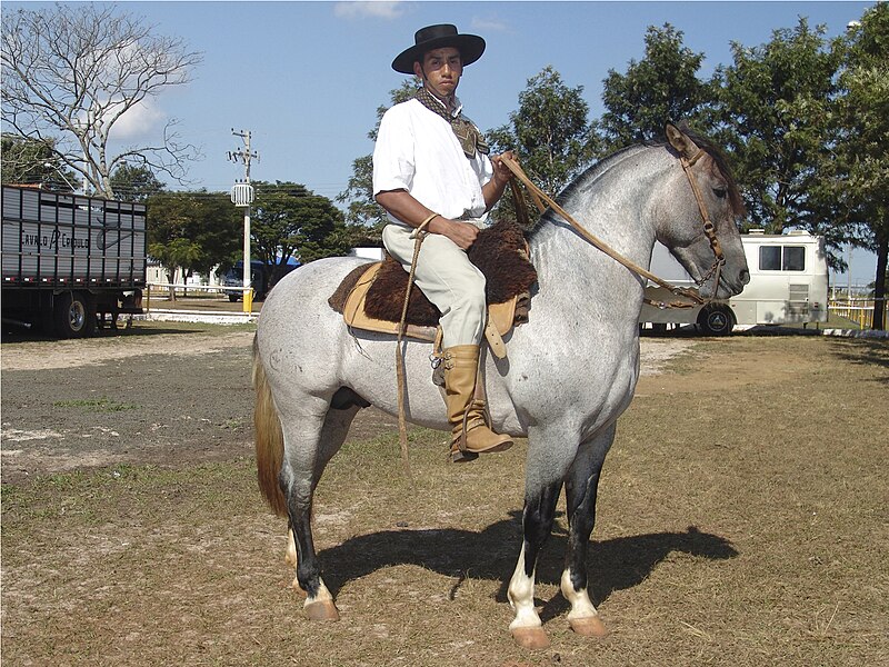 Fil:Cavalo crioulo 240606 REFON .jpg