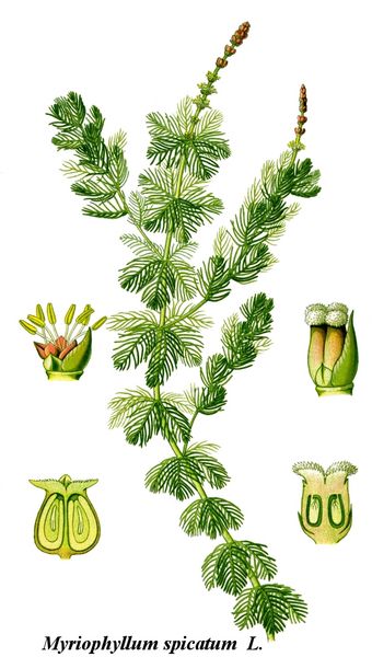 Fil:Cleaned-Illustration Myriophyllum spicatum.jpg