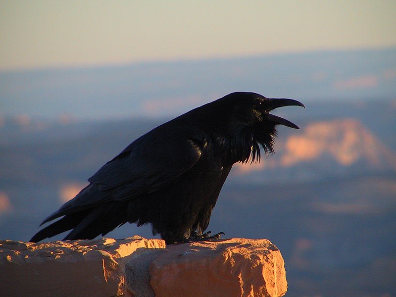 Fil:Corvus corax (NPS).jpg