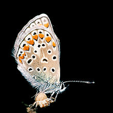 Polyommatus.icarus.female.3449.jpg