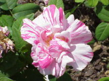 Rosa gallica8.jpg
