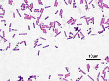 Bacillus subtilis, Gramfärgad