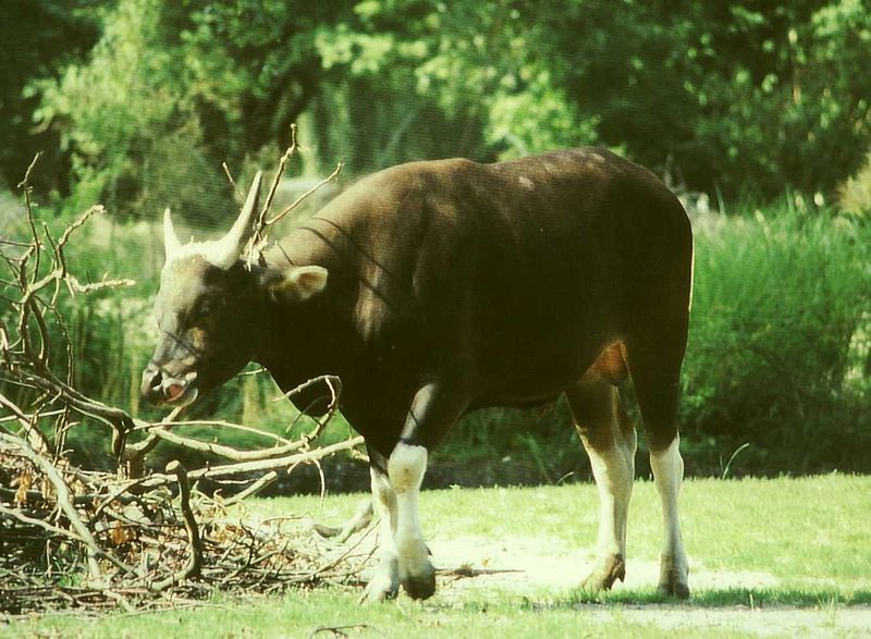 Fil:Bos javanicus male.jpg