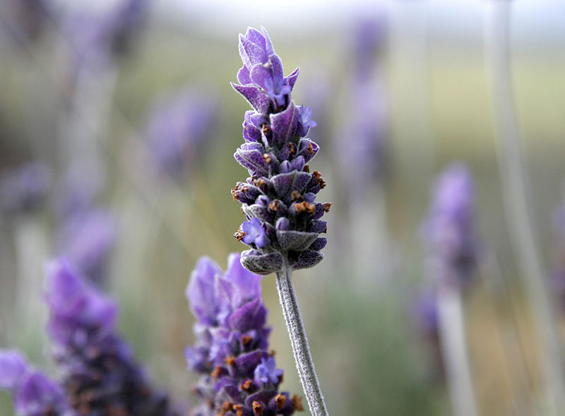 Fil:Single lavendar flower.jpg