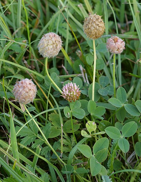 Fil:TrifoliumFragiferum1.jpg