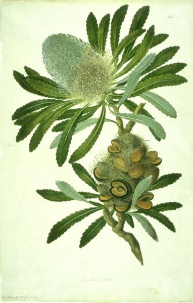 Fil:Banksia serrata watercolour from Bank's Florilegium.jpg