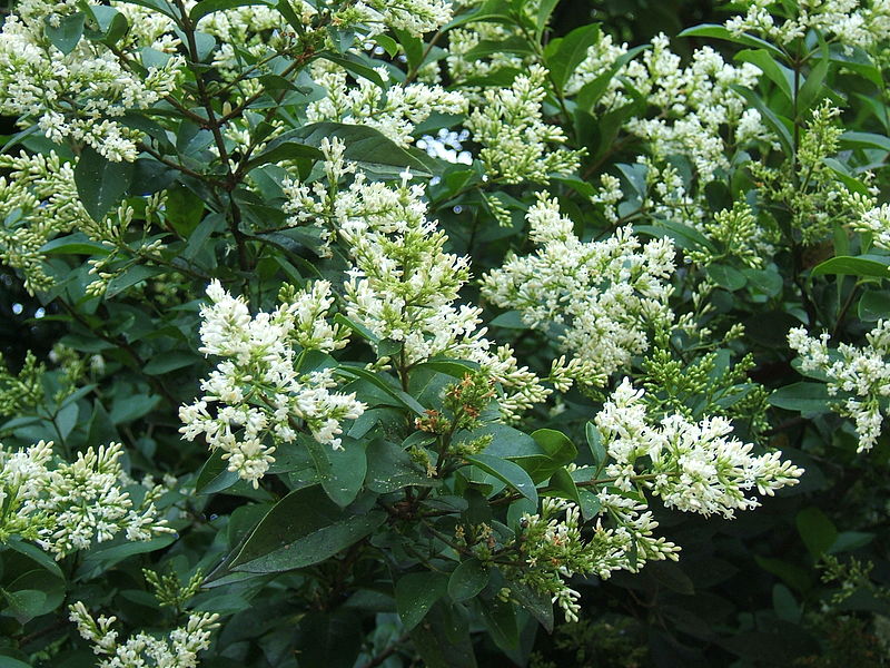 Fil:Ligustrum ovalifolium.jpg