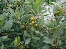 Myrica-gale-hunlig.JPG