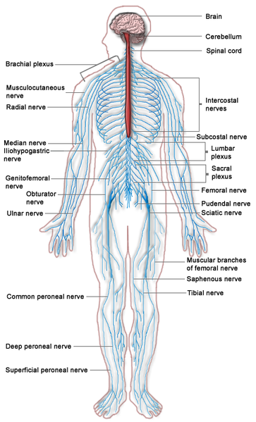 Fil:Nervous system diagram.png