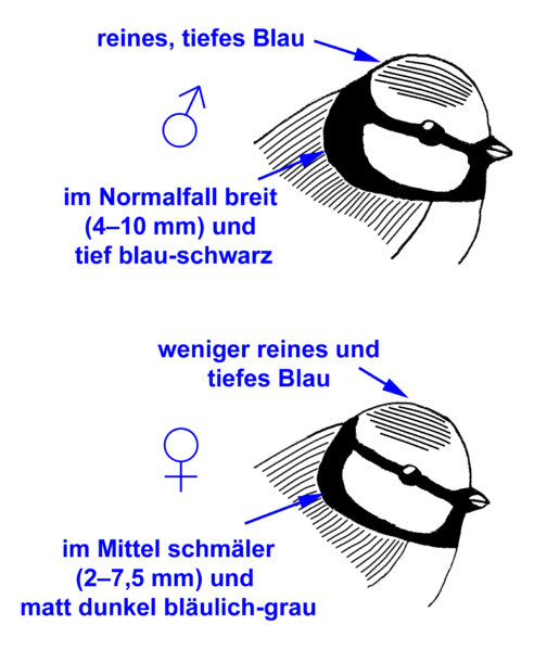 Fil:ParusCaeruleusSexDiff.png