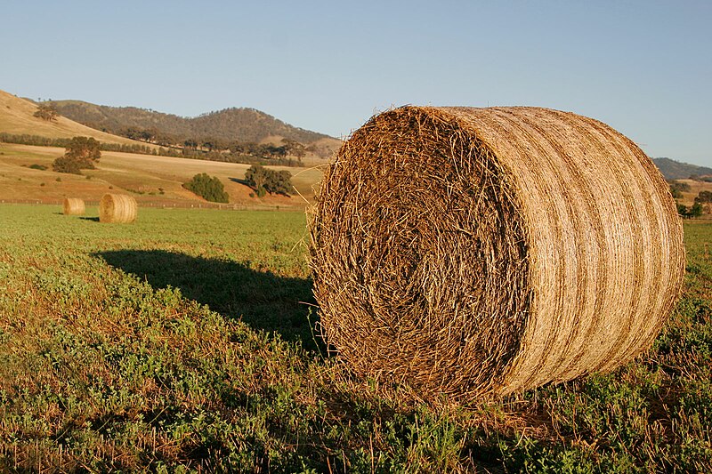 Fil:Round hay bale at dawn02.jpg