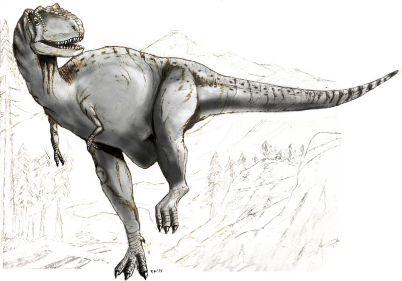 Fil:Sketch albertosaurus.jpg