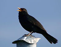 Koltrast (Turdus merula).